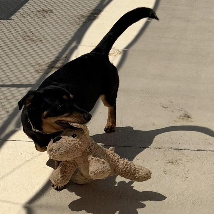 Enlarge Junior (Courtesy Post), a Adoptable Rottweiler in Statesboro, GA image 2/5