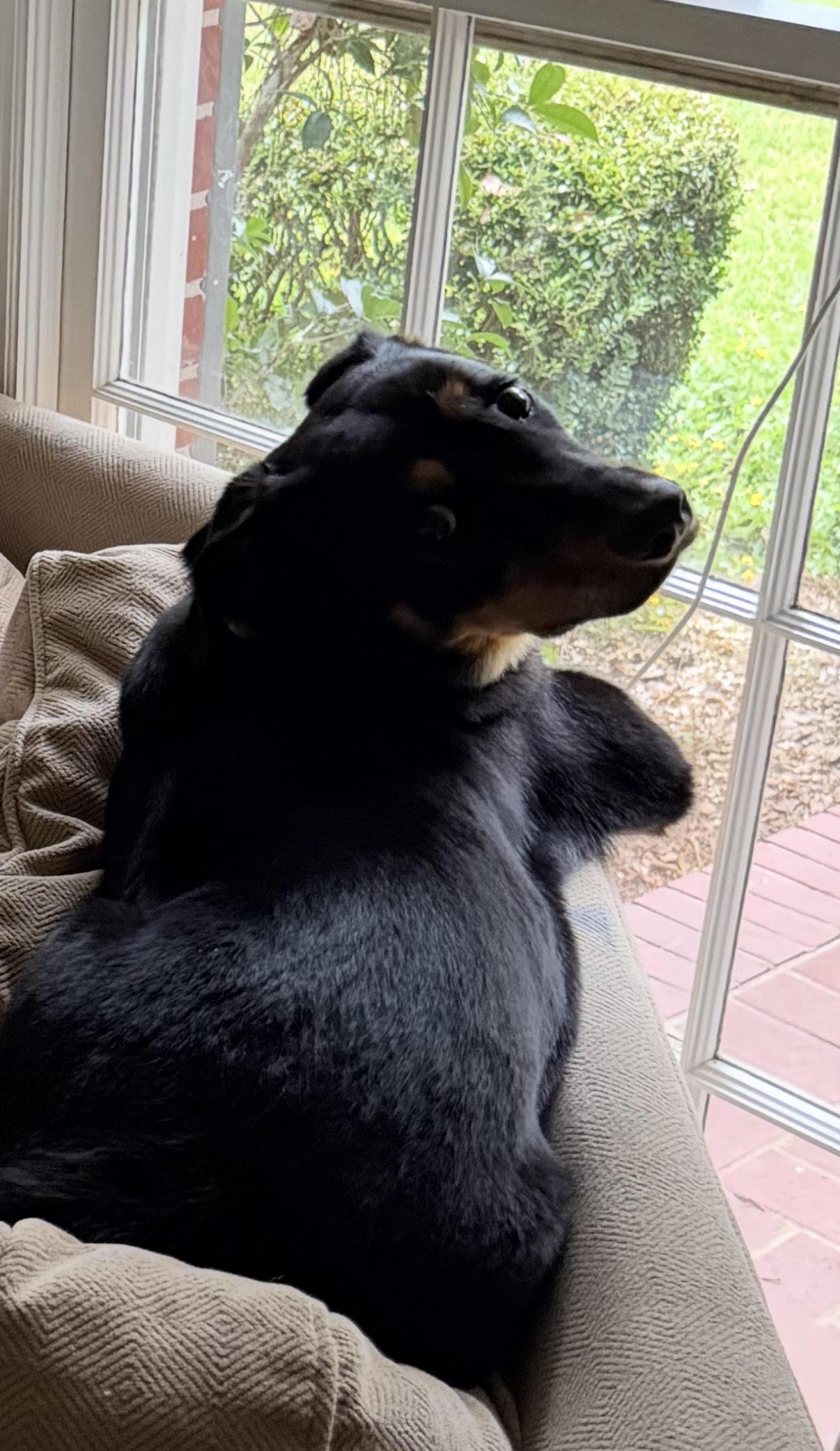 Enlarge Junior (Courtesy Post), a Adoptable Rottweiler in Statesboro, GA image 3/5