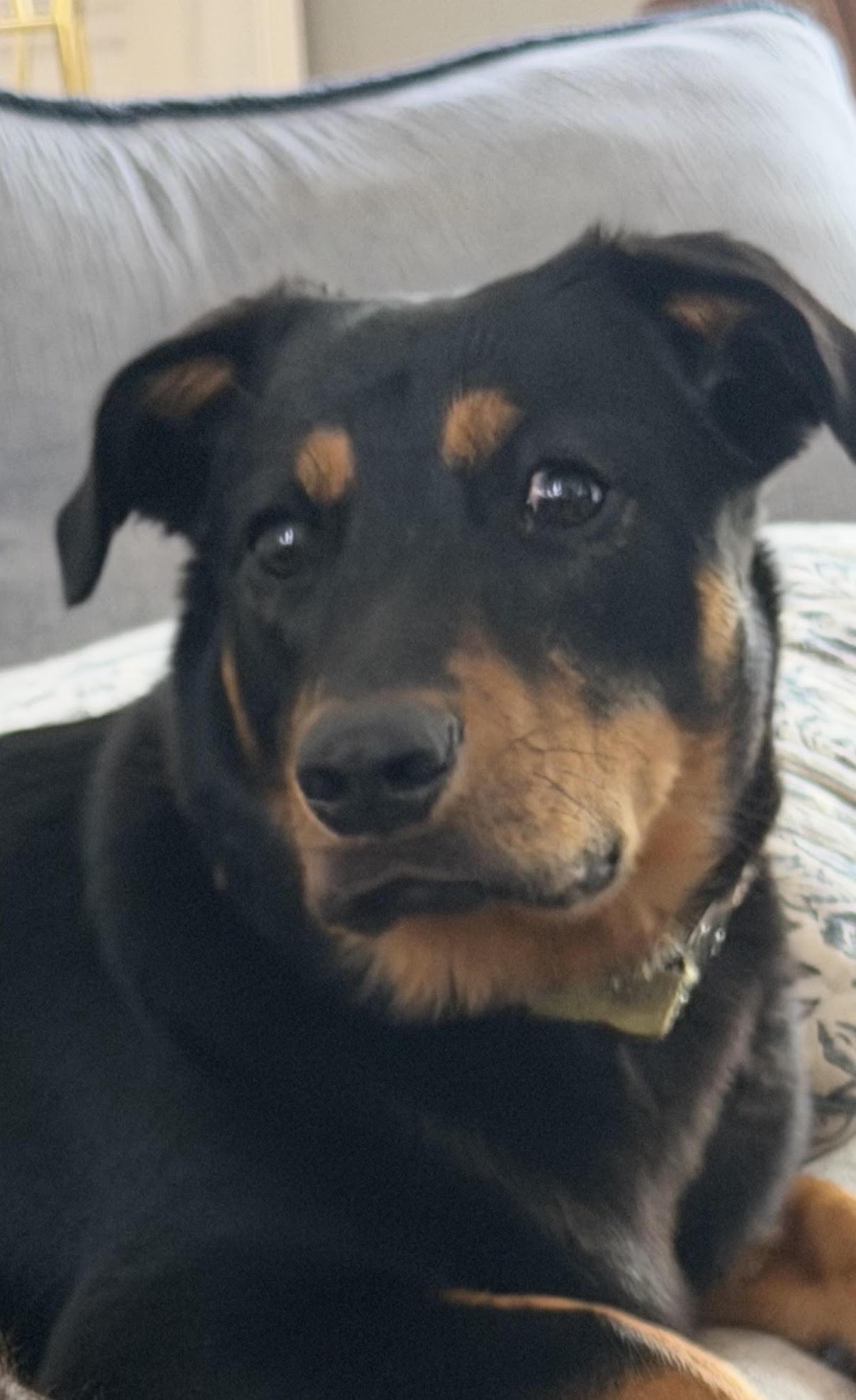 Enlarge Junior (Courtesy Post), a Adoptable Rottweiler in Statesboro, GA image 4/5