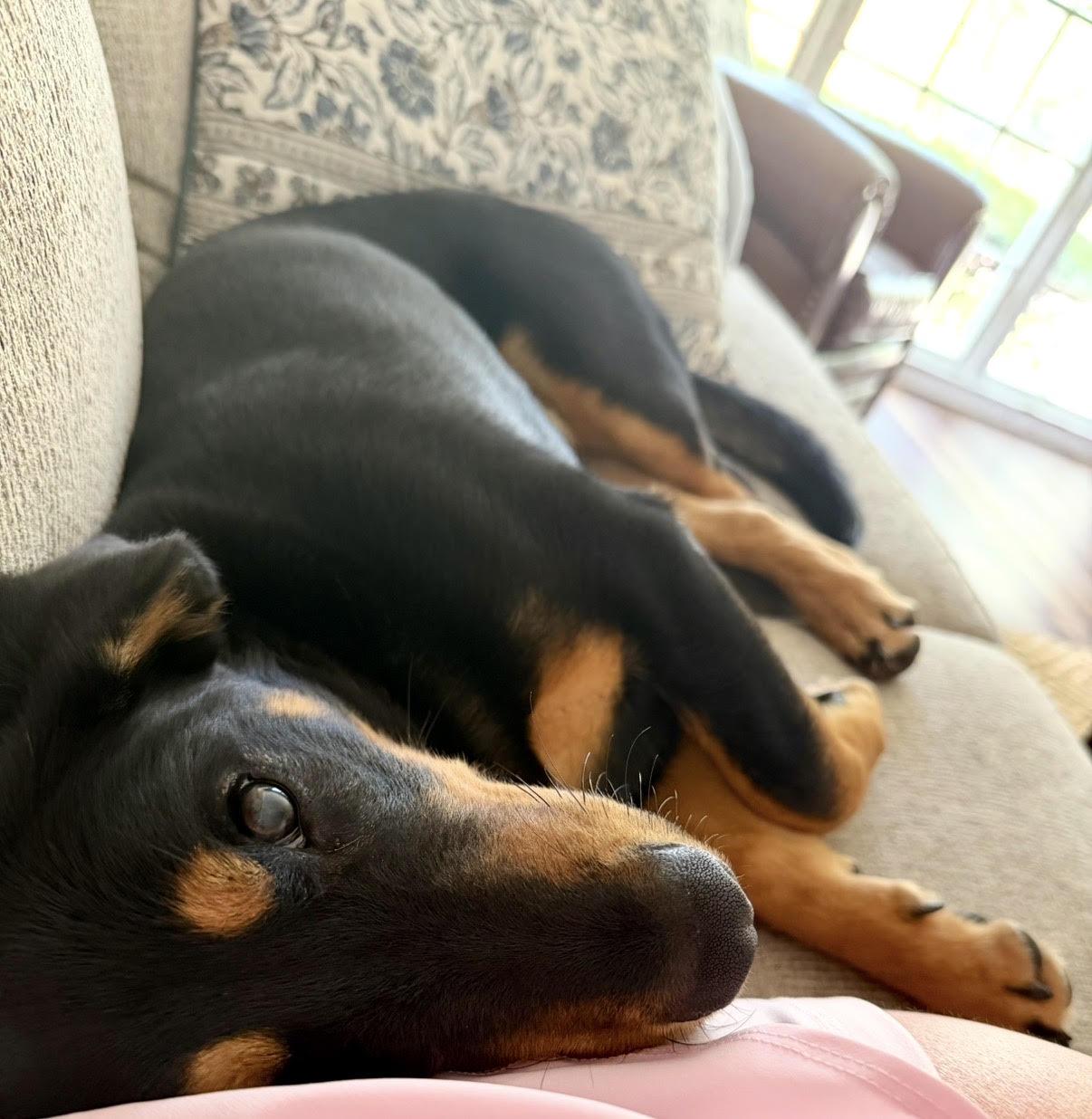 Enlarge Junior (Courtesy Post), a Adoptable Rottweiler in Statesboro, GA image 5/5