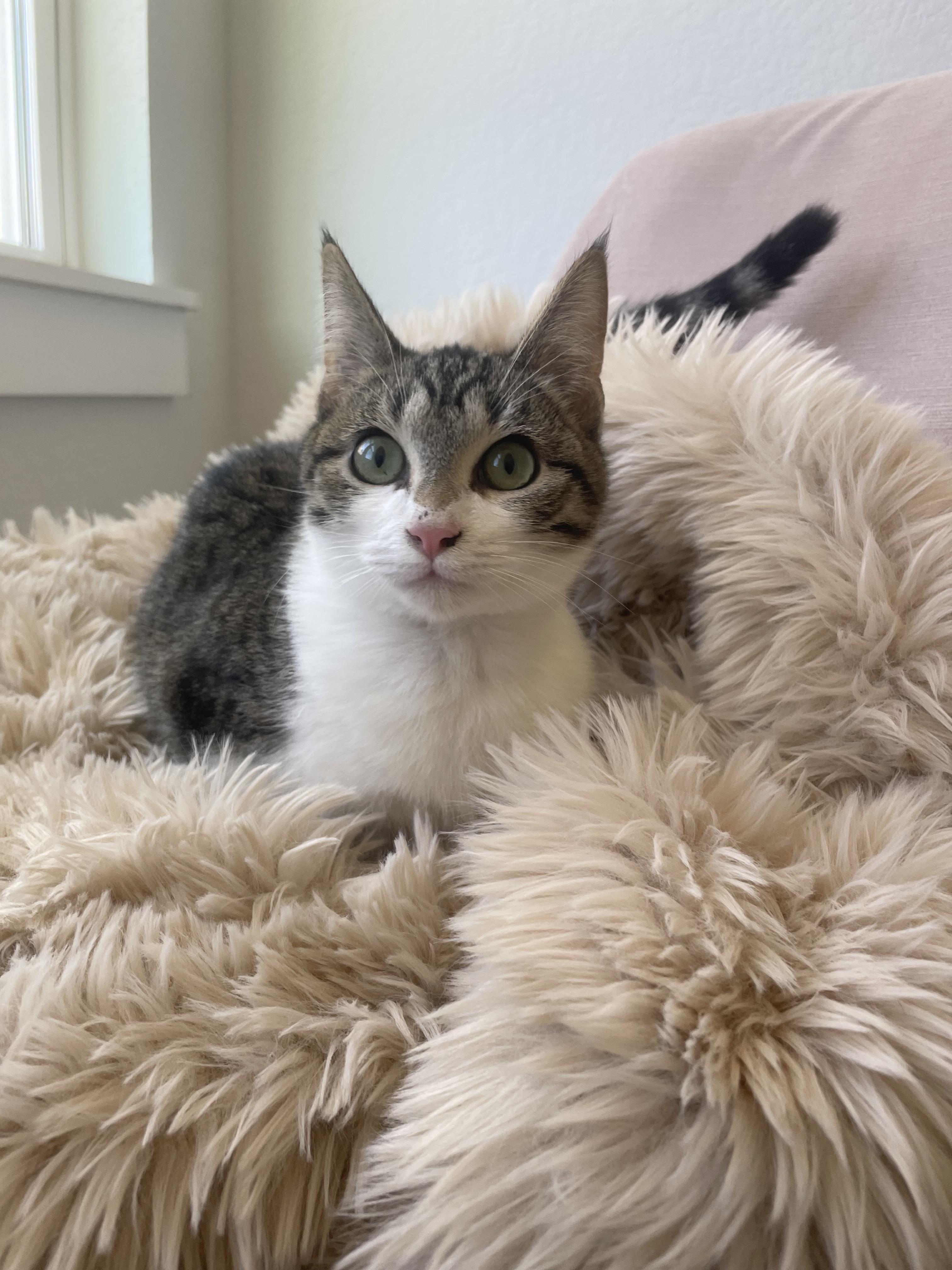 Enlarge Beau , an adopted Domestic Short Hair in Murfreesboro, TN image 3/4