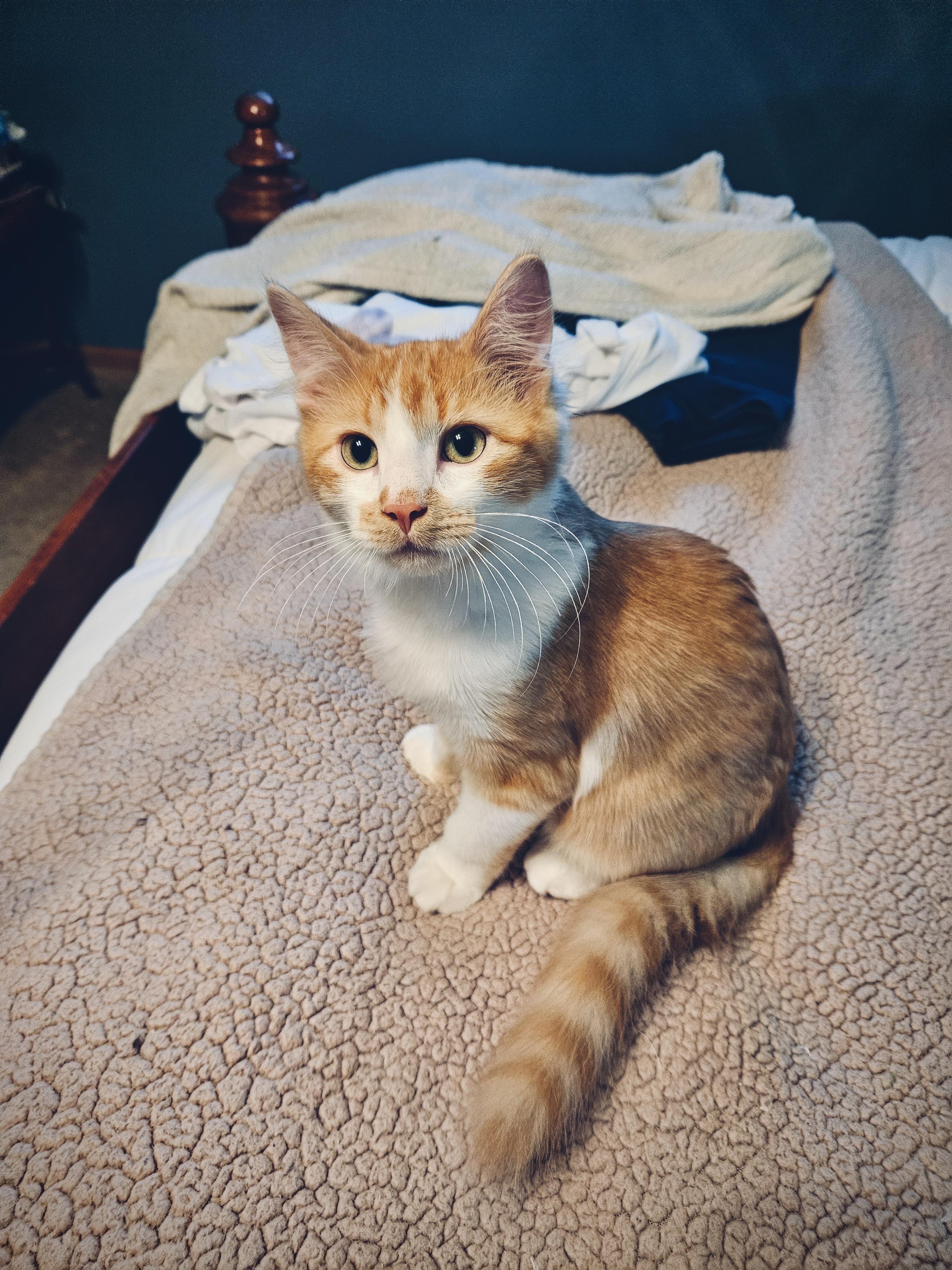 Enlarge Pumpkin - loveable purr machine, a Adopted Domestic Medium Hair in Anoka, MN image 2/6