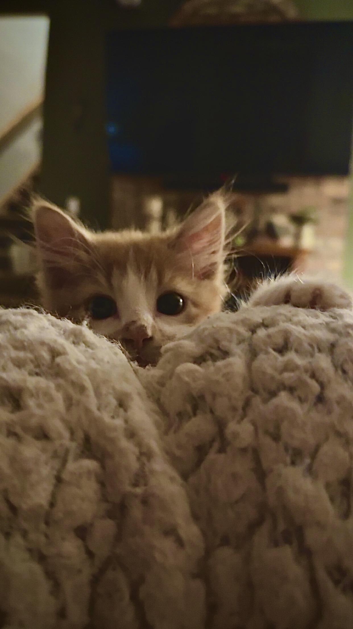 Enlarge Pumpkin - loveable purr machine, a Adopted Domestic Medium Hair in Anoka, MN image 5/6