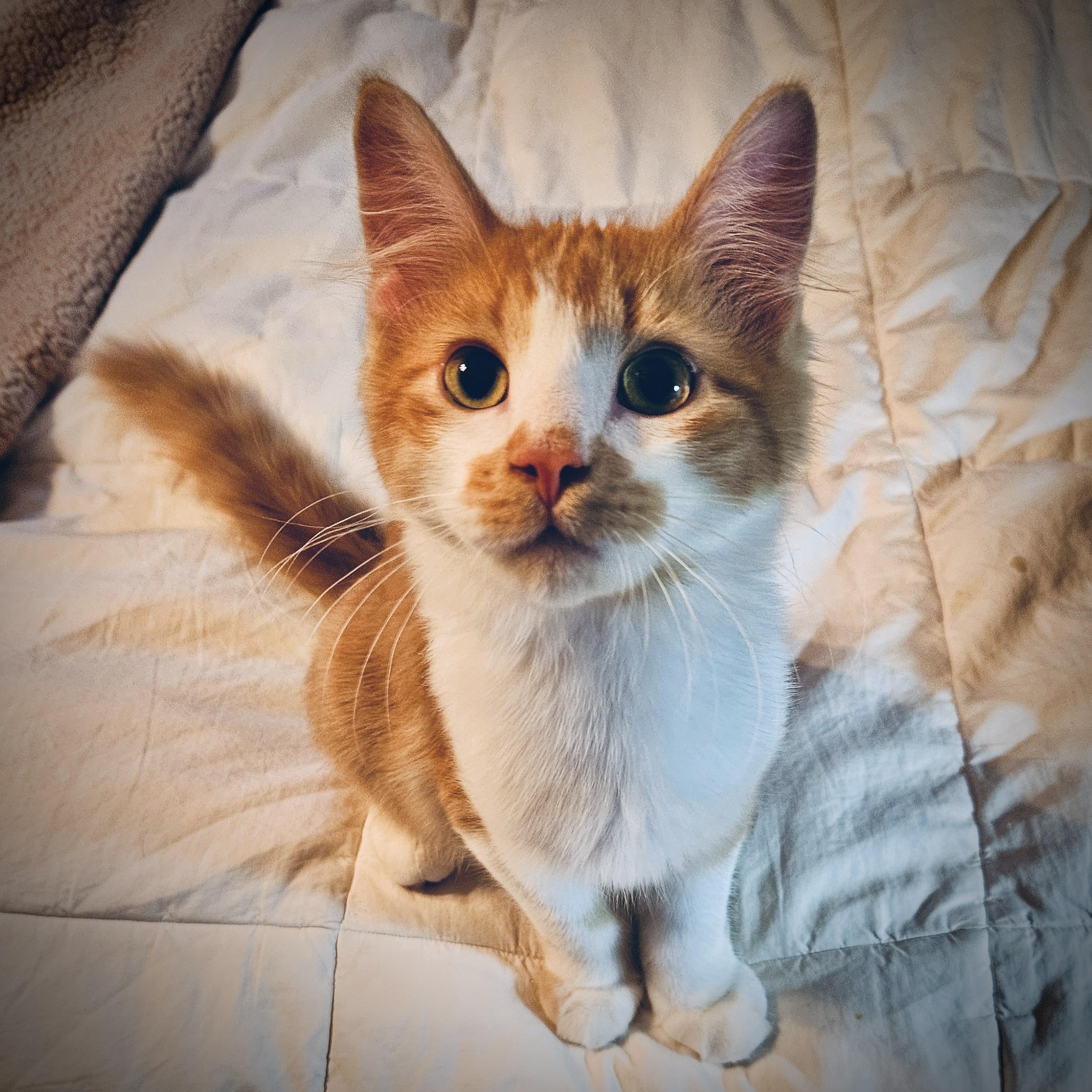 Enlarge Pumpkin - loveable purr machine, a Adopted Domestic Medium Hair in Anoka, MN image 1/6