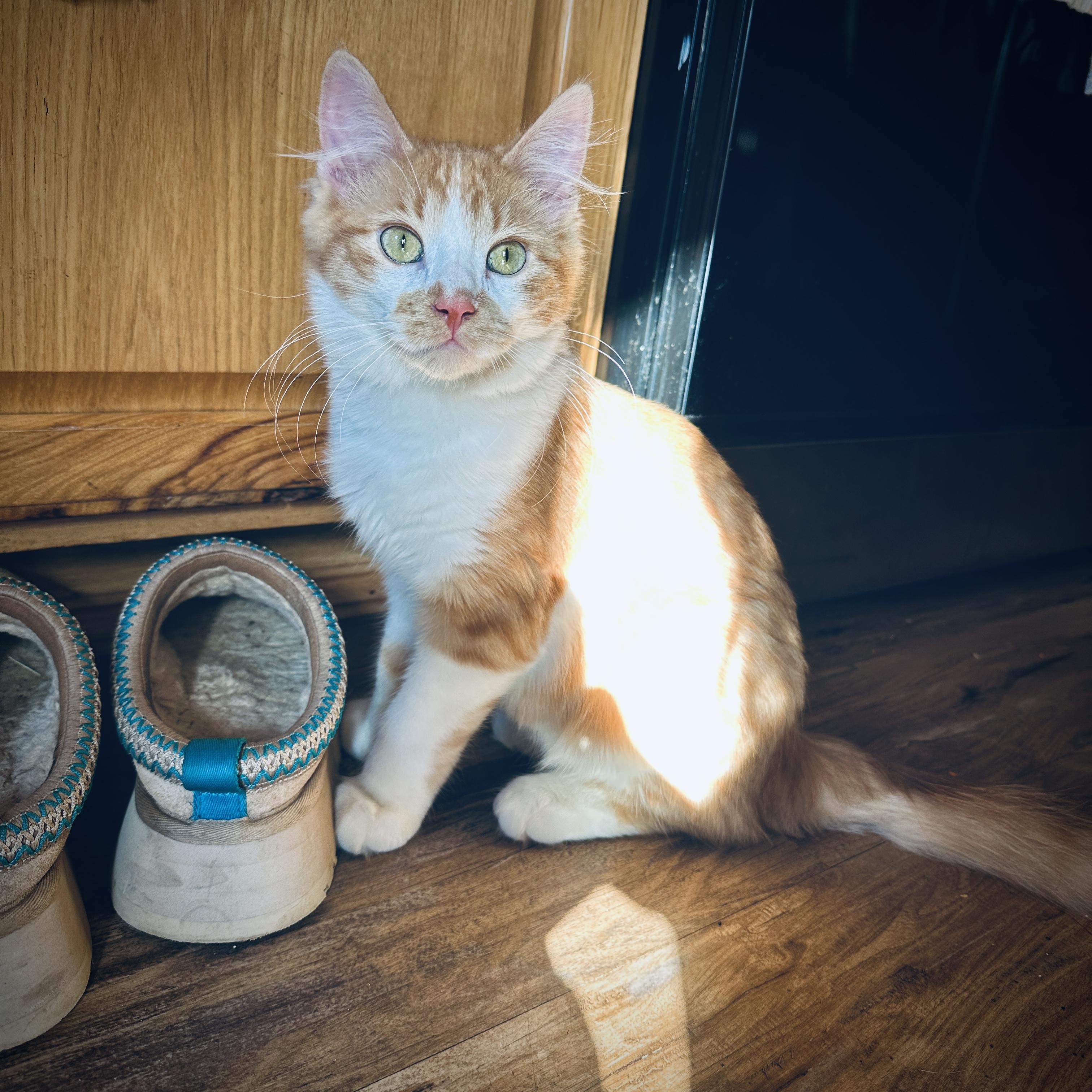 Enlarge Pumpkin - loveable purr machine, a Adopted Domestic Medium Hair in Anoka, MN image 3/6