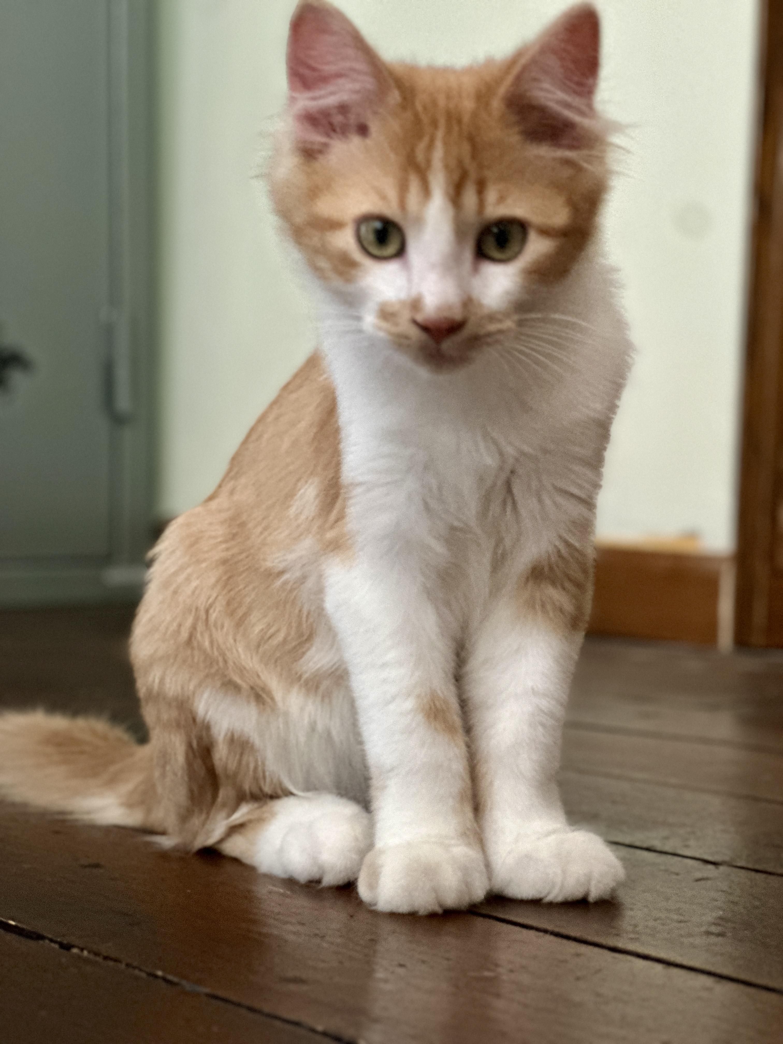 Enlarge Pumpkin - loveable purr machine, a Adopted Domestic Medium Hair in Anoka, MN image 6/6