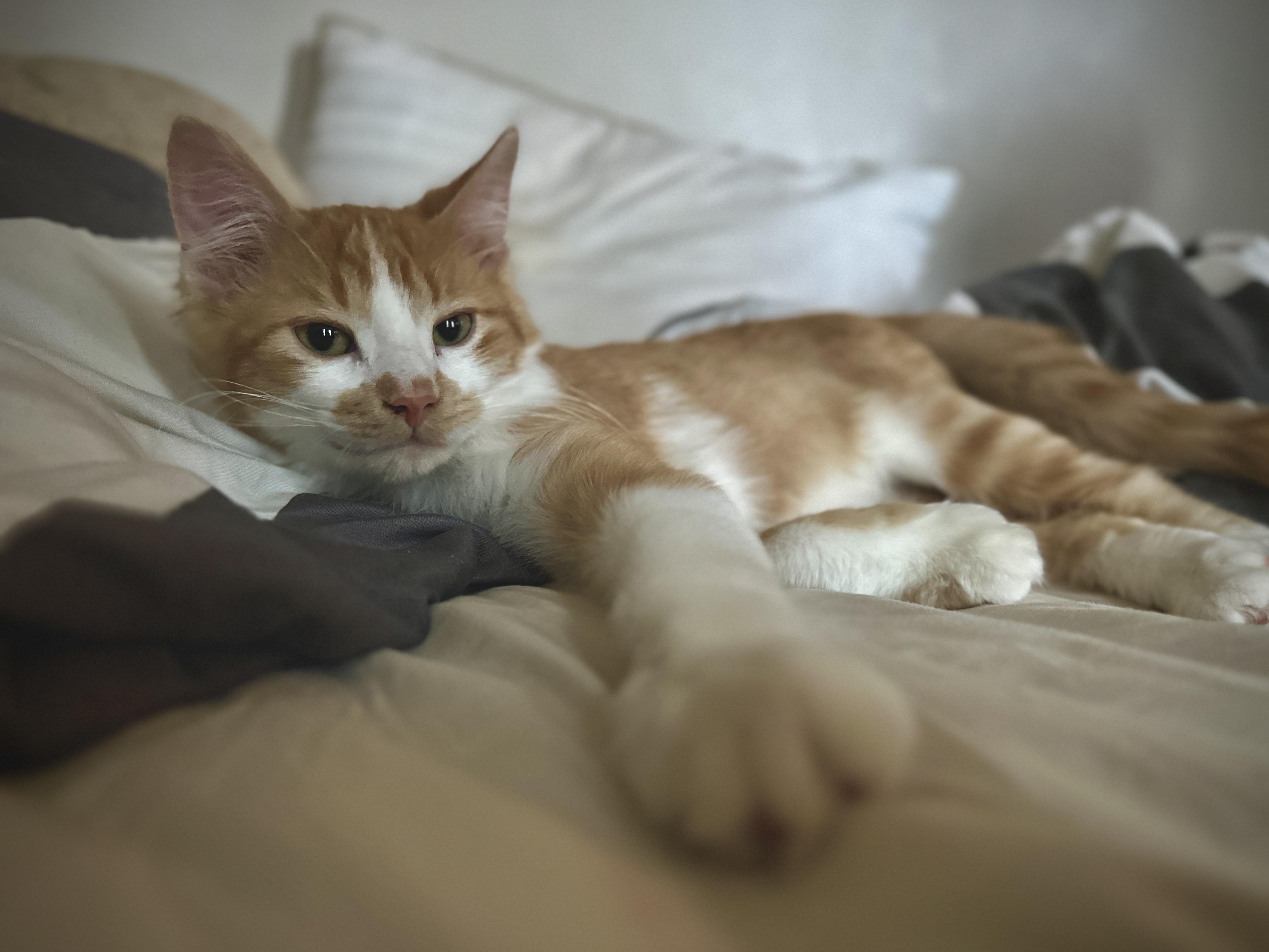 Enlarge Pumpkin - loveable purr machine, a Adopted Domestic Medium Hair in Anoka, MN image 4/6