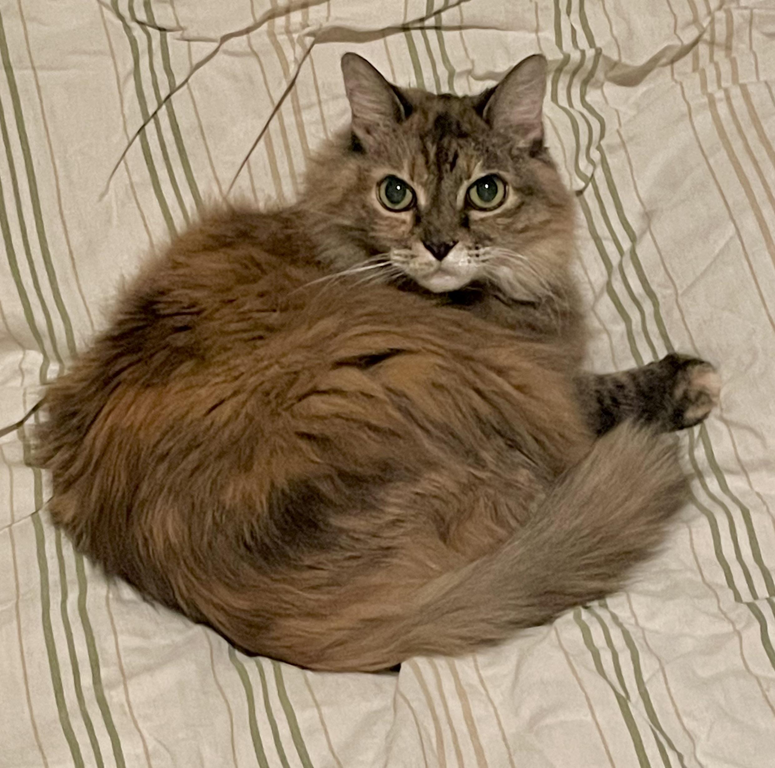 Belle, Adoptable, Adult Female Maine Coon & Domestic Long Hair.