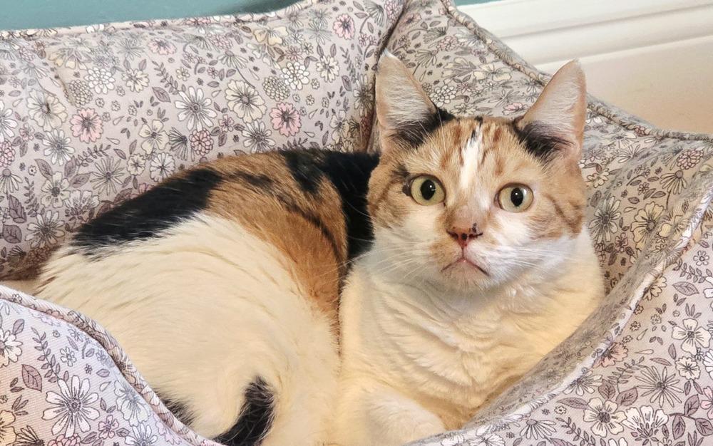 Celeste, Adoptable, Adult Female Calico.