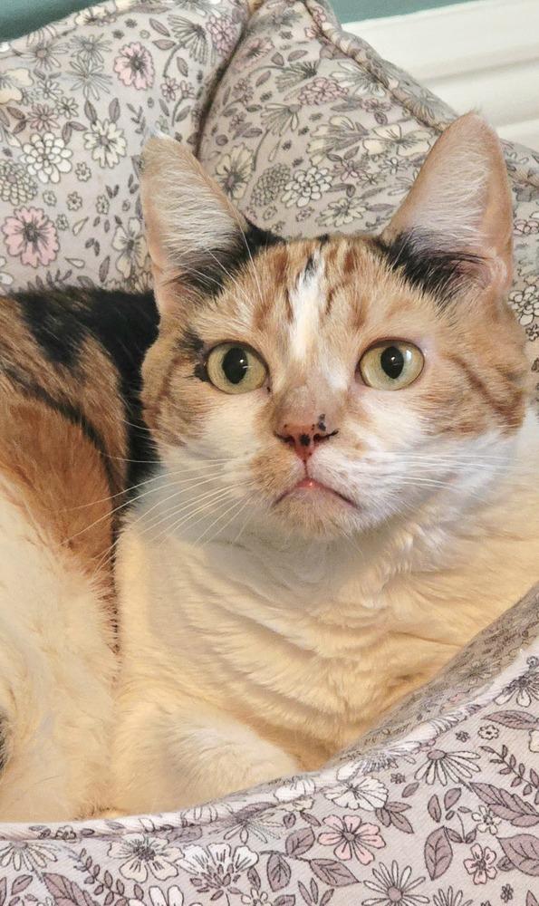 Celeste, a Adoptable Calico in Plantation, FL image 2/5