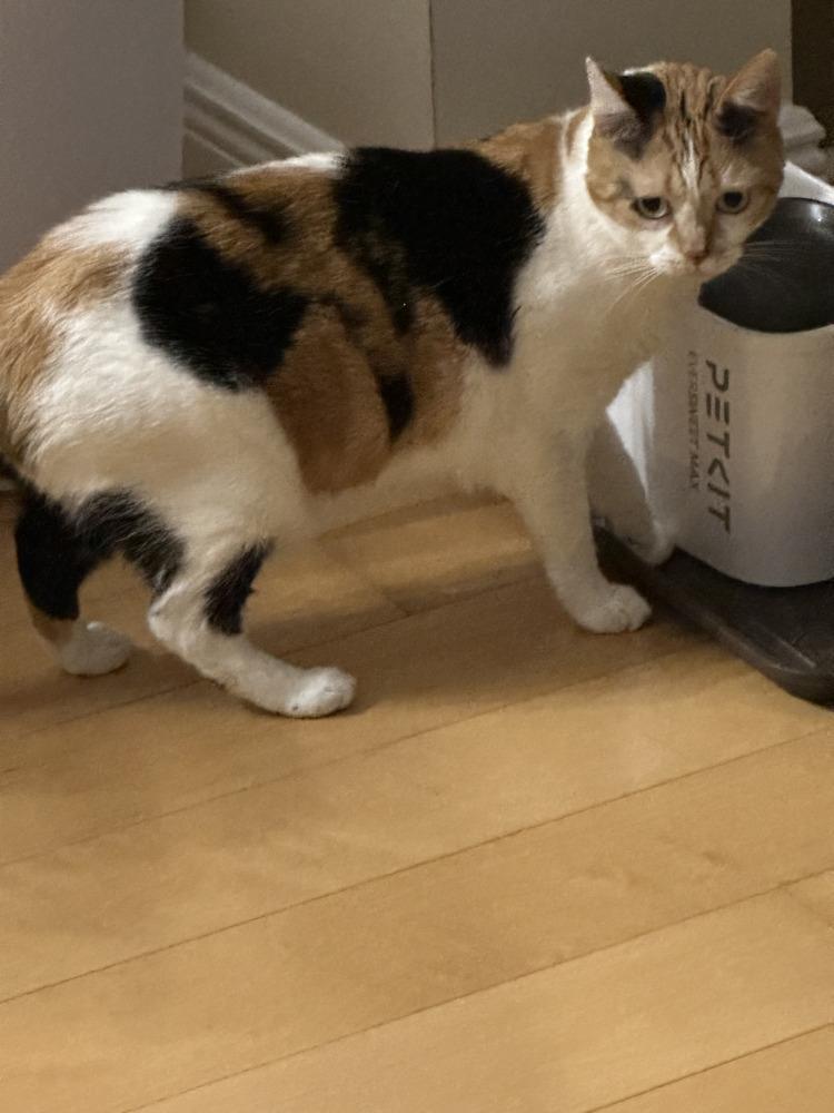 Celeste, a Adoptable Calico in Plantation, FL image 5/5