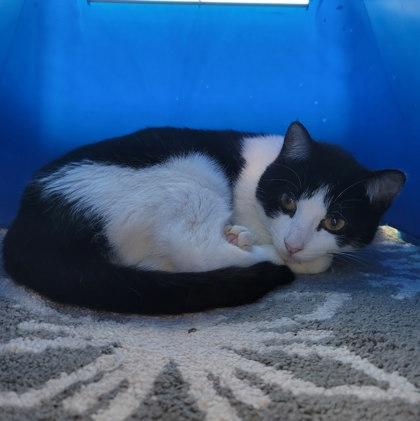 Enlarge Leto, a Adoptable Domestic Short Hair in Twinsburg, OH image 1/3