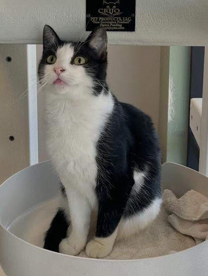 Enlarge Leto, a Adoptable Domestic Short Hair in Twinsburg, OH image 2/3