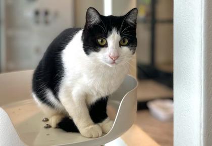 Enlarge Leto, a Adoptable Domestic Short Hair in Twinsburg, OH image 3/3