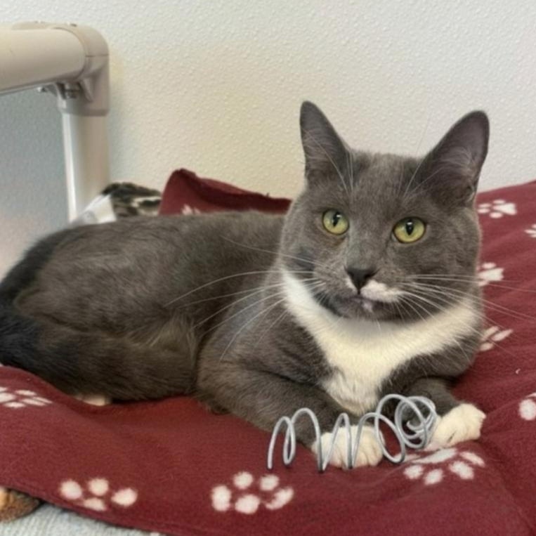 Enlarge Yarrow, a ADOPTABLE Domestic Short Hair in Greensburg, PA image 4/5