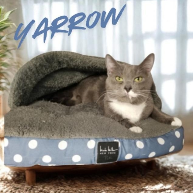 Yarrow, ADOPTABLE, Young Male Domestic Short Hair.