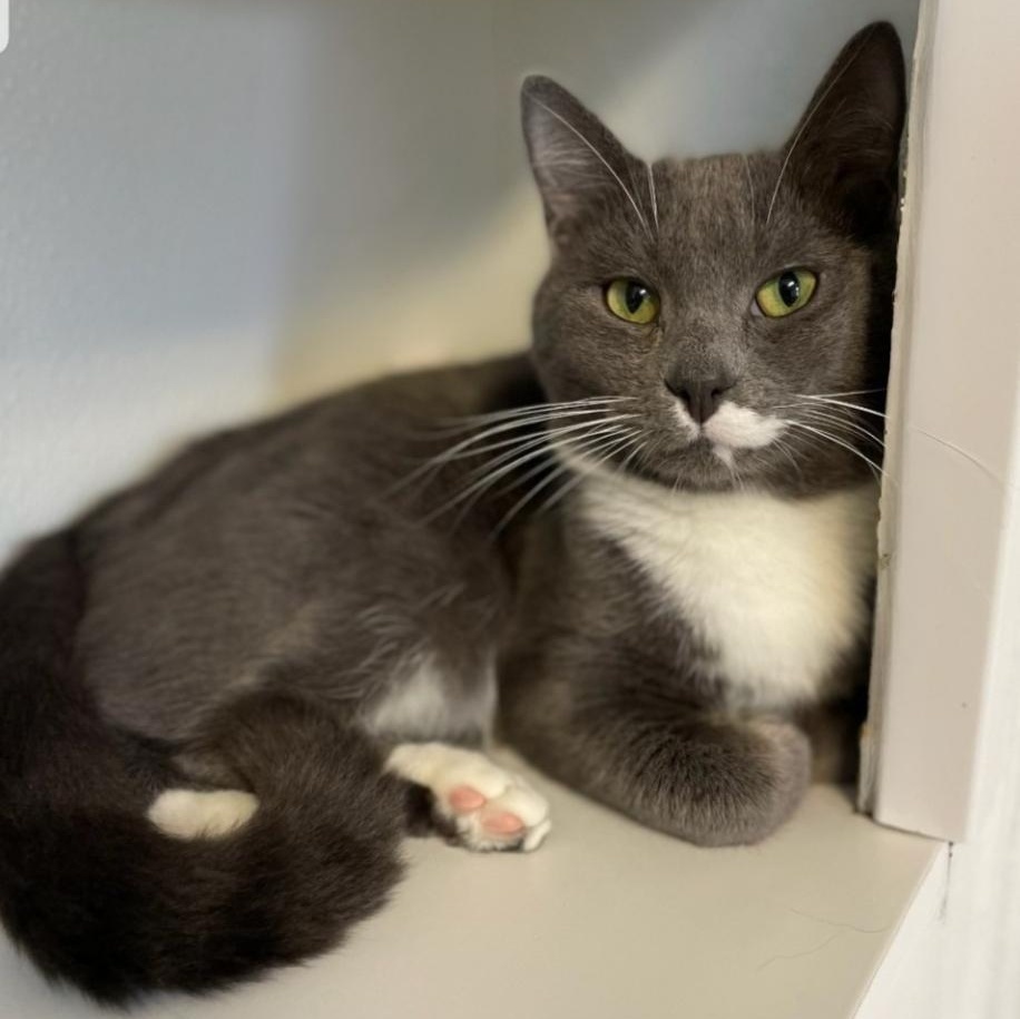 Enlarge Yarrow, a ADOPTABLE Domestic Short Hair in Greensburg, PA image 2/5