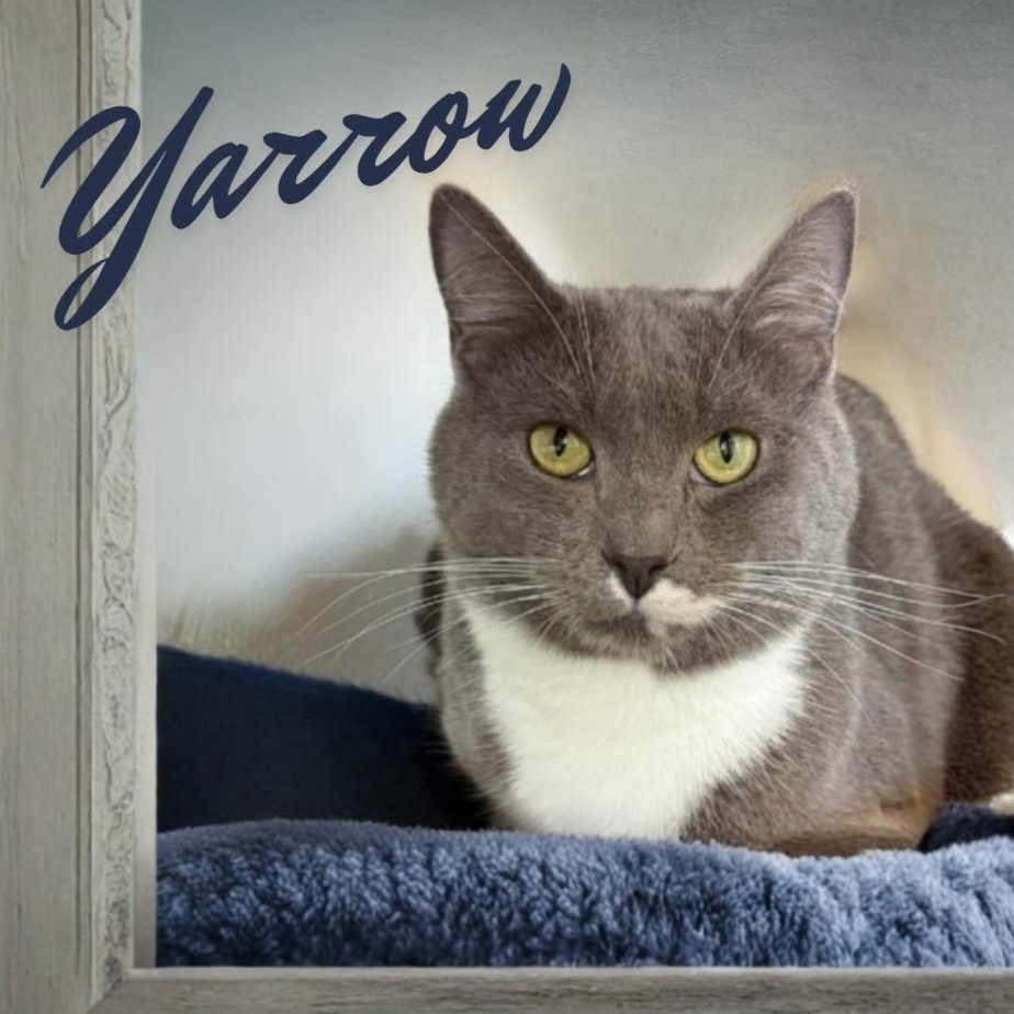 Enlarge Yarrow, a ADOPTABLE Domestic Short Hair in Greensburg, PA image 3/5