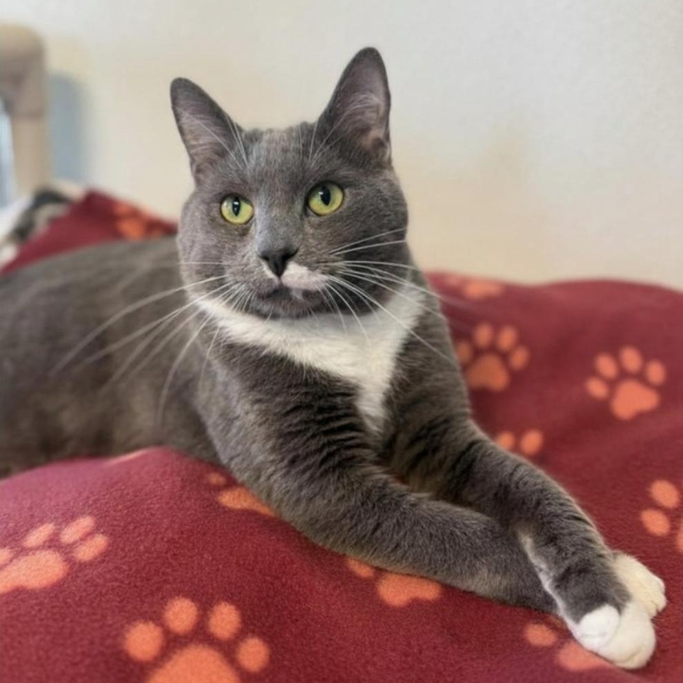 Yarrow, ADOPTABLE, Young Male Domestic Short Hair.