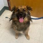 Enlarge Fabio, a ADOPTABLE mixed breed in Maysville, KY image 2/2