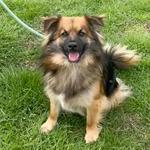 Enlarge Fabio, a ADOPTABLE mixed breed in Maysville, KY image 1/2