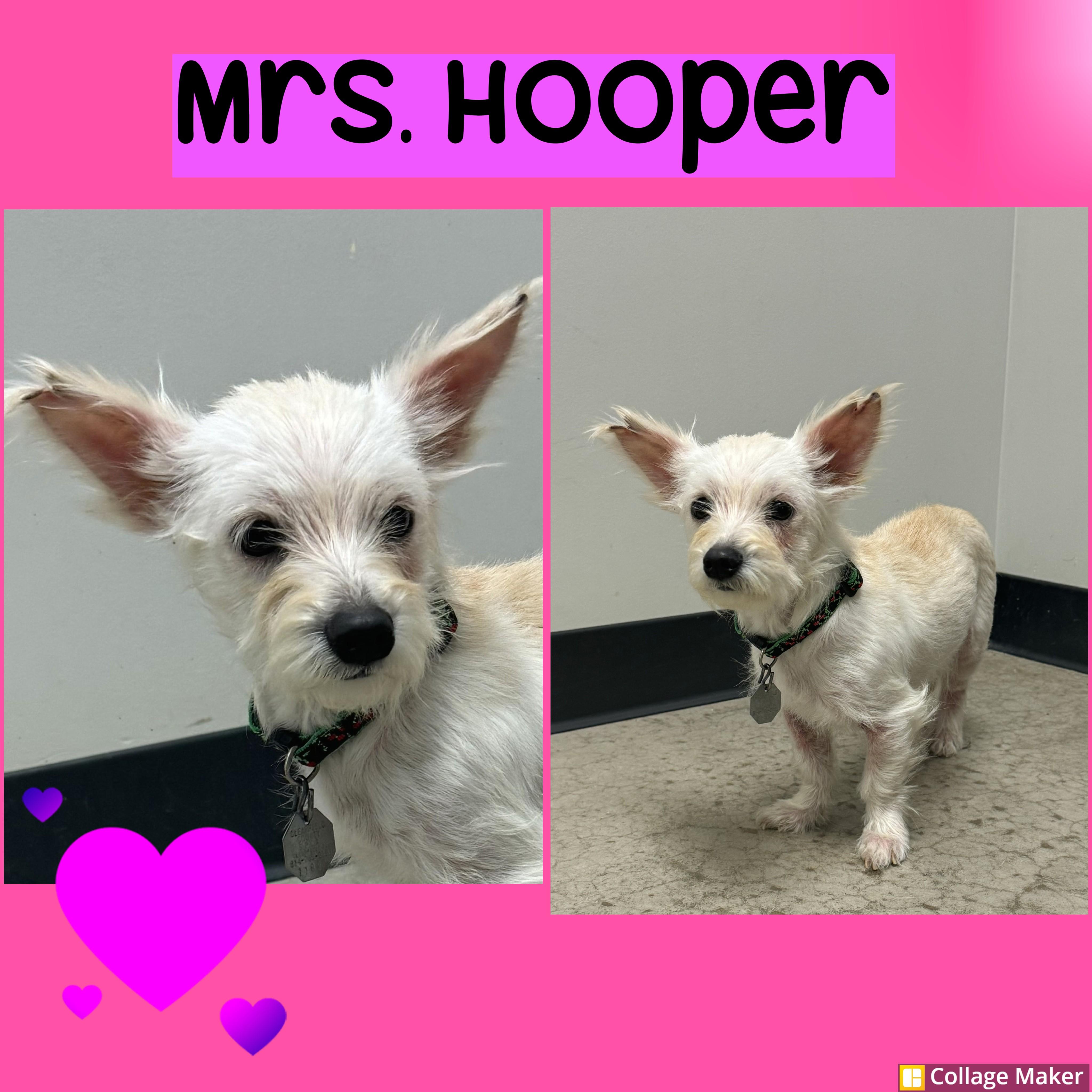 Mrs. Hooper, ADOPTABLE, Adult Female Maltese.