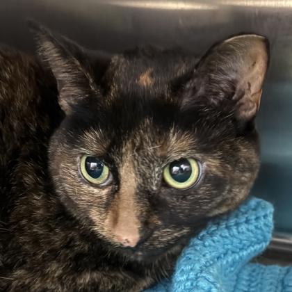Coco Bear, adoptable, Adult Female Domestic Short Hair.