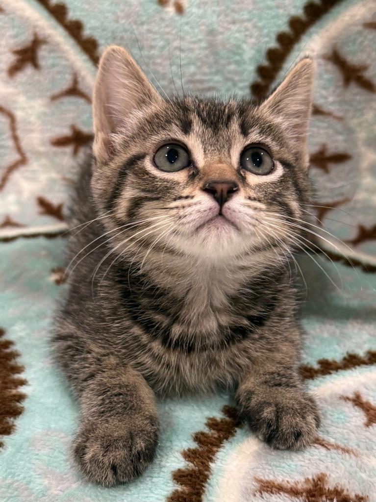 Raquel, Adoptable, Kitten Female Domestic Short Hair.