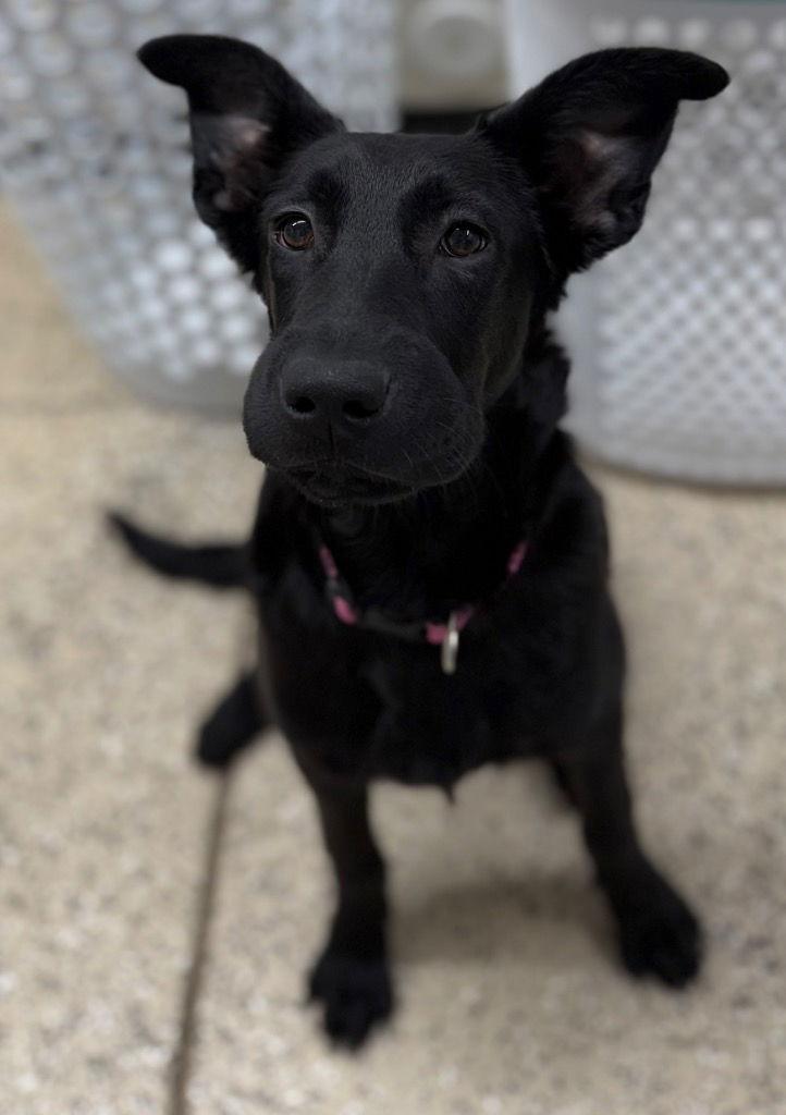 Enlarge Joline, a Adoptable mixed breed in Saint George, UT image 1/3