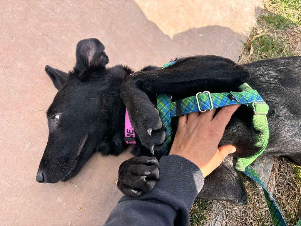 Enlarge Joline, a Adoptable mixed breed in Saint George, UT image 2/3