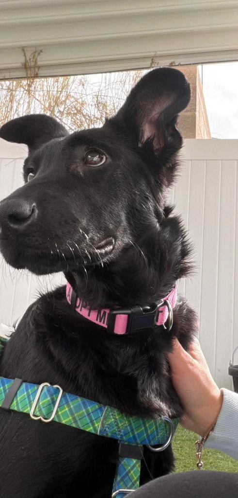 Enlarge Joline, a Adoptable mixed breed in Saint George, UT image 3/3