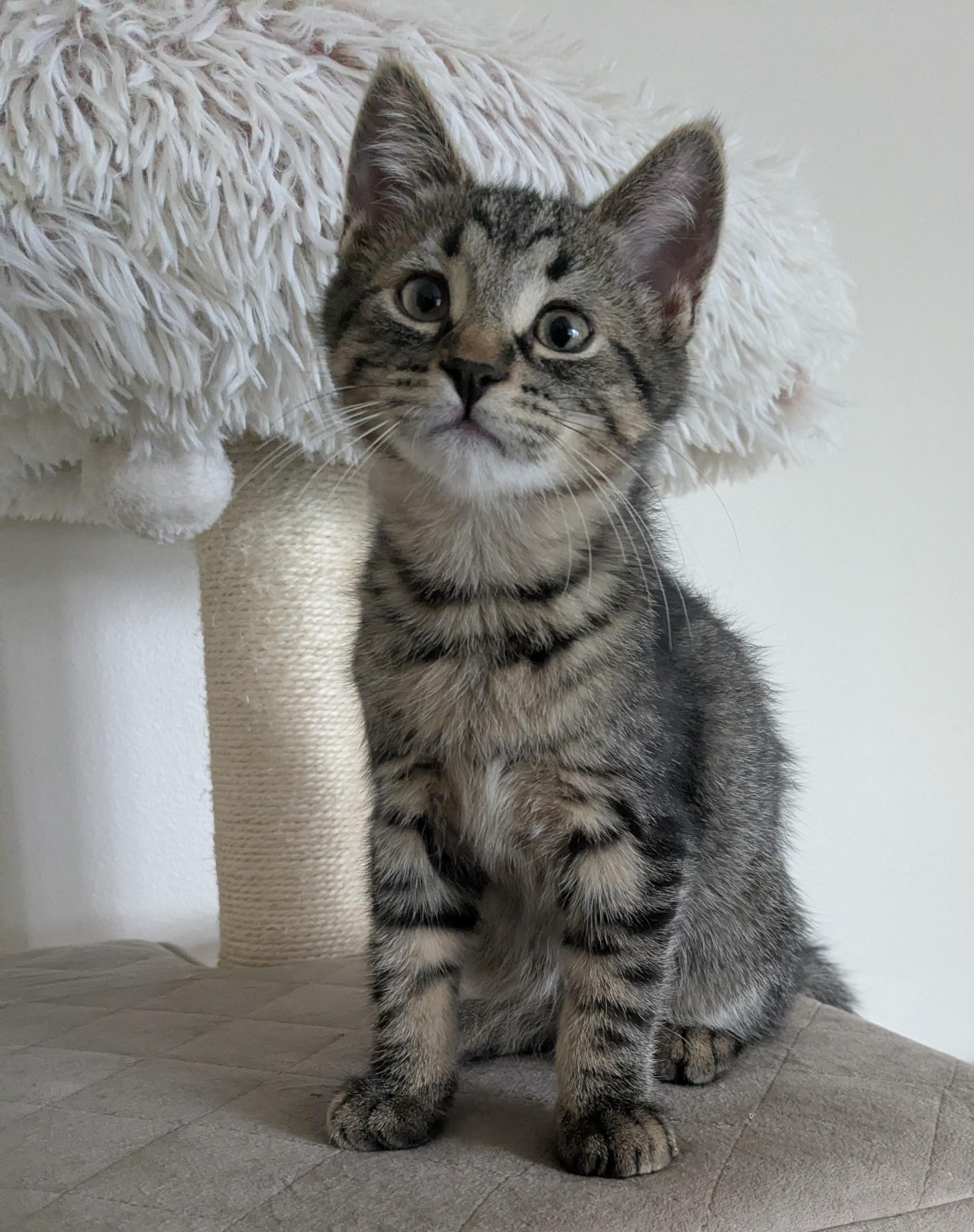 Kieran, Adoptable, Kitten Male Tabby.
