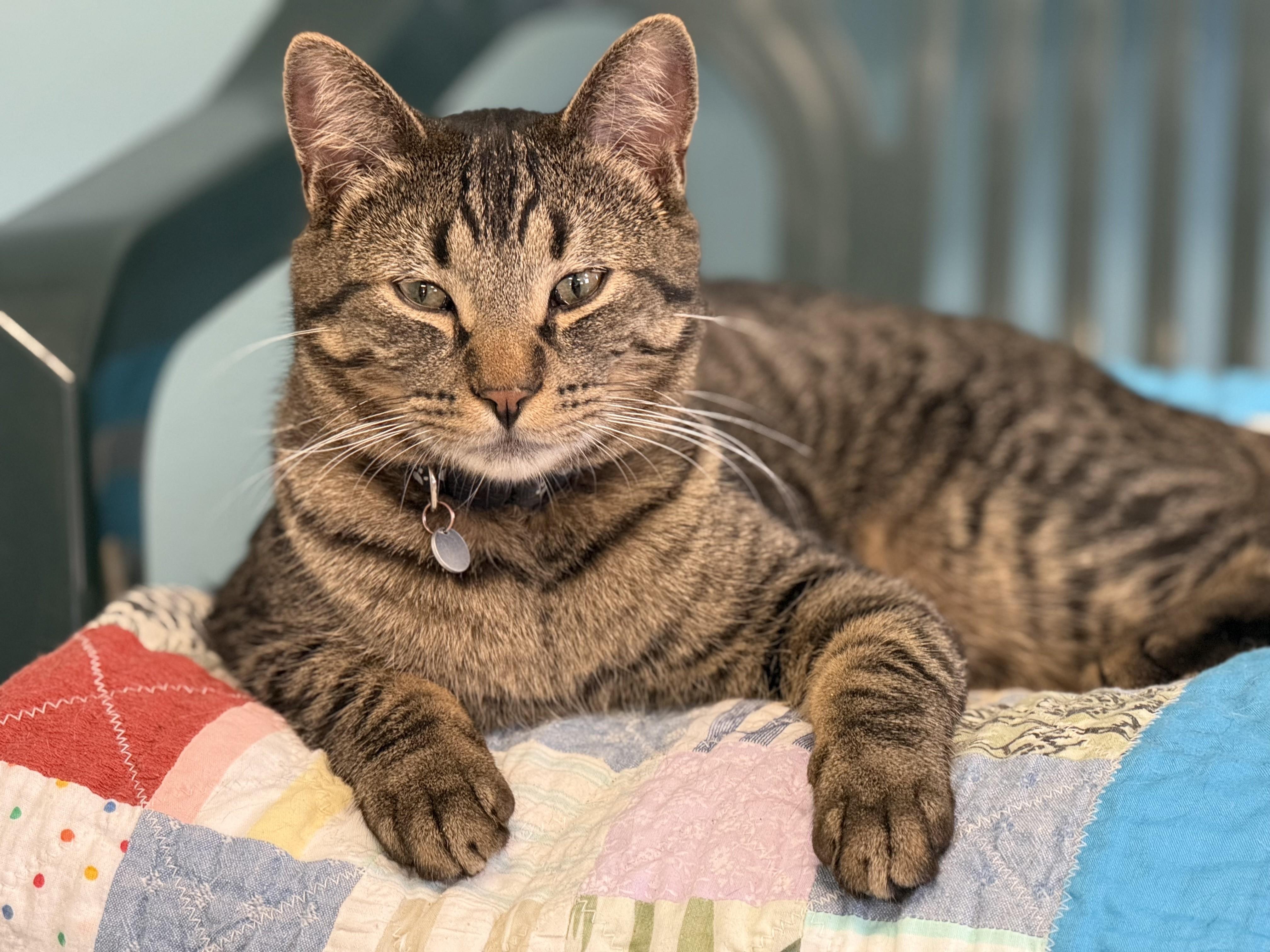 Enlarge Kieran, a Adoptable Tabby in Pierre, SD image 1/1