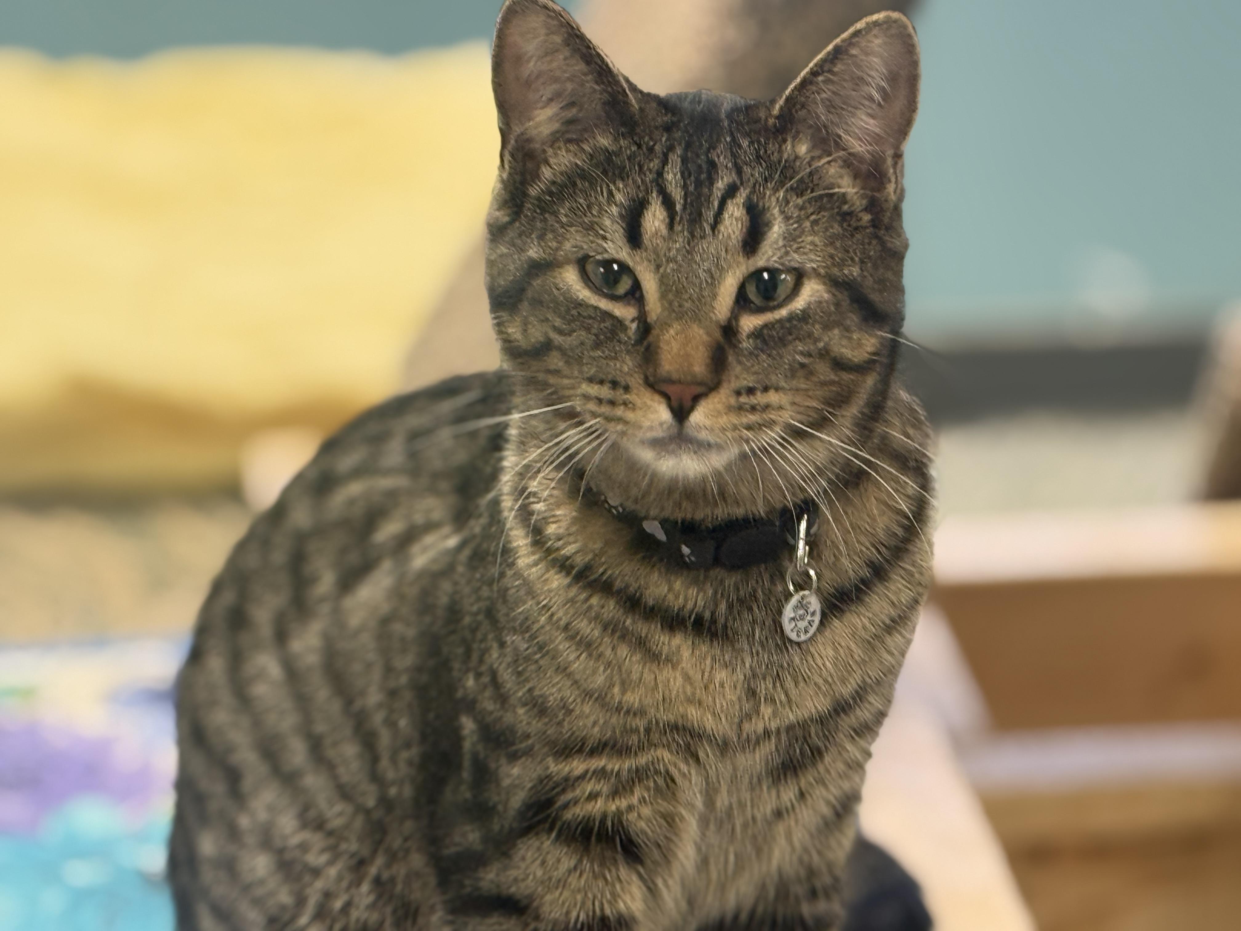 Kieran, Adoptable, Kitten Male Tabby.