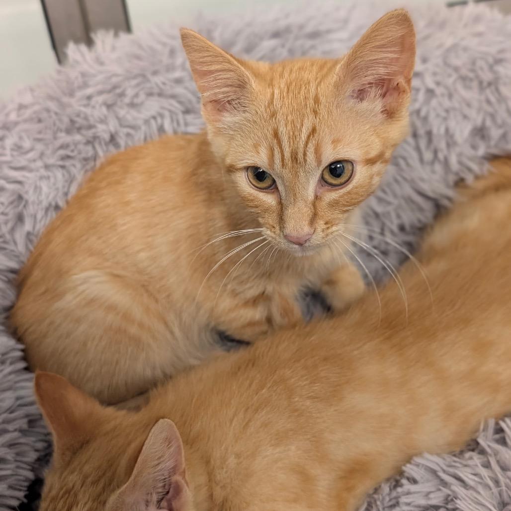 Cher, a Adoptable Domestic Short Hair in Raleigh, NC image 1/6