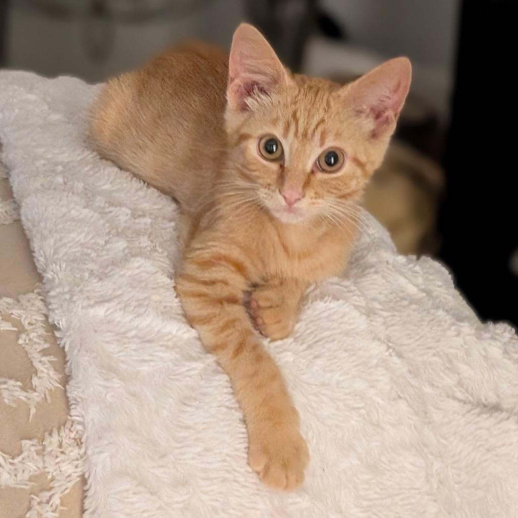 Cher, a Adoptable Domestic Short Hair in Raleigh, NC image 2/6