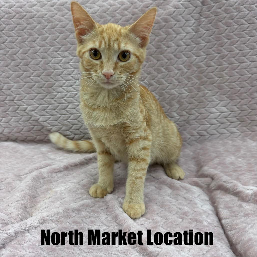 Cher, a Adoptable Domestic Short Hair in Raleigh, NC image 3/6