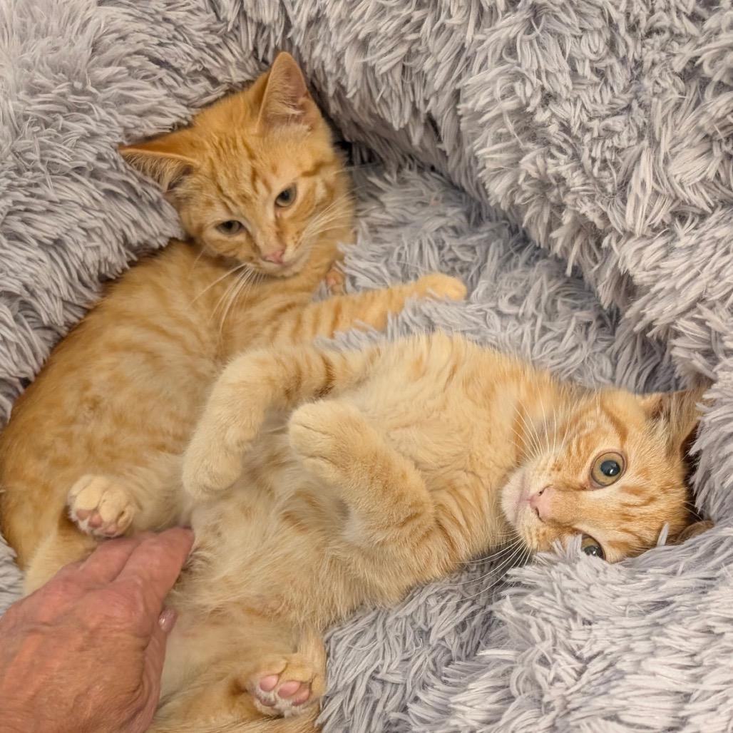 Cher, a Adoptable Domestic Short Hair in Raleigh, NC image 4/6