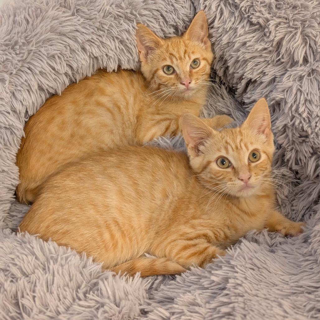 Cher, a Adoptable Domestic Short Hair in Raleigh, NC image 5/6