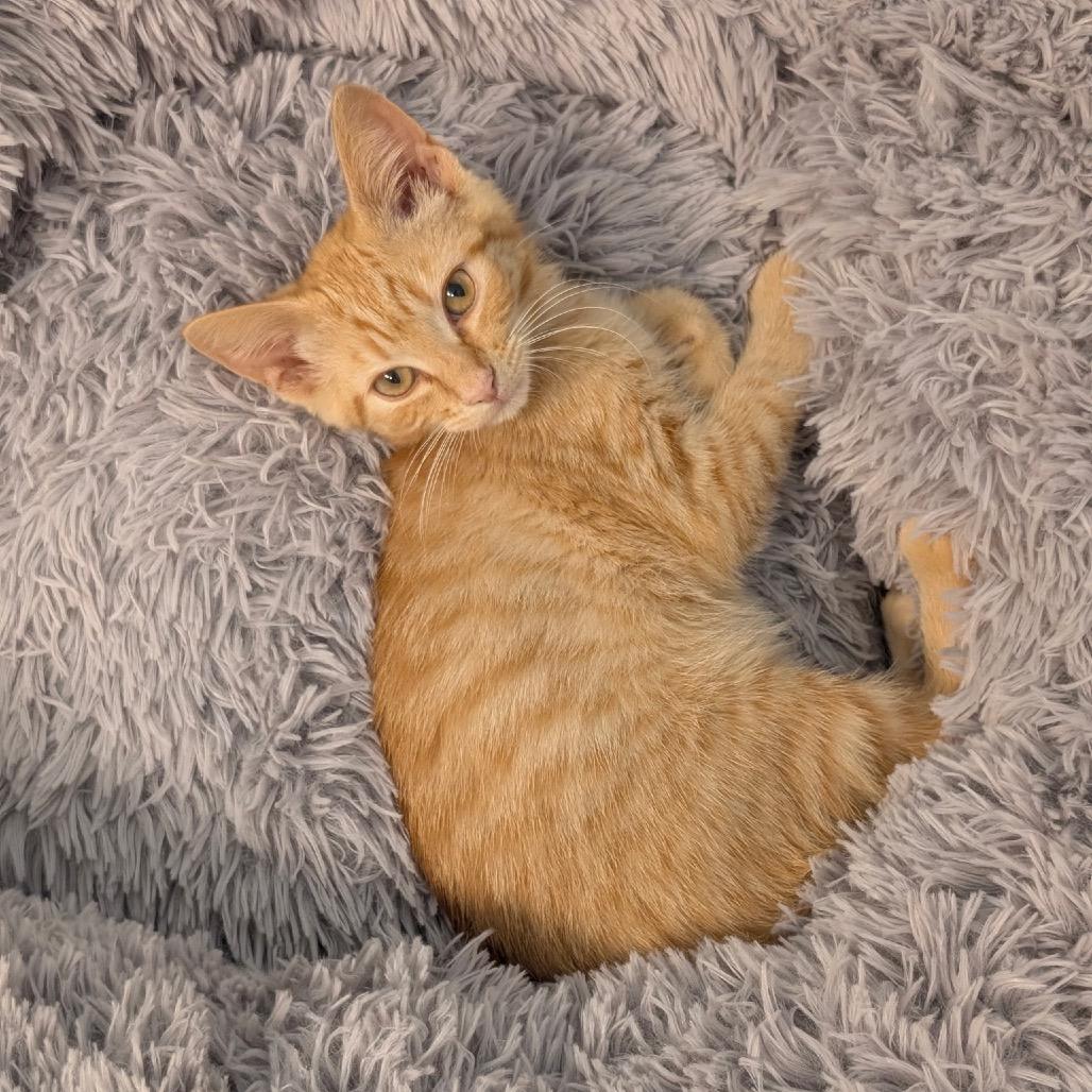 Cher, a Adoptable Domestic Short Hair in Raleigh, NC image 6/6