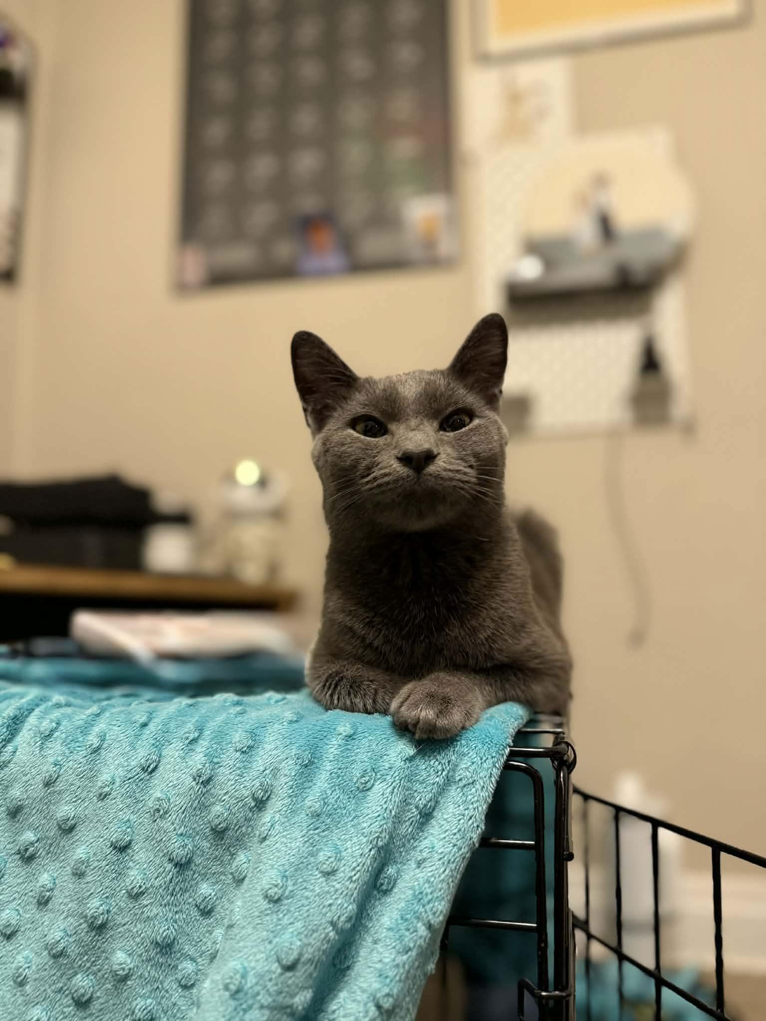 Enlarge Stormy, a Adoptable mixed breed in Coralville, IA image 1/2