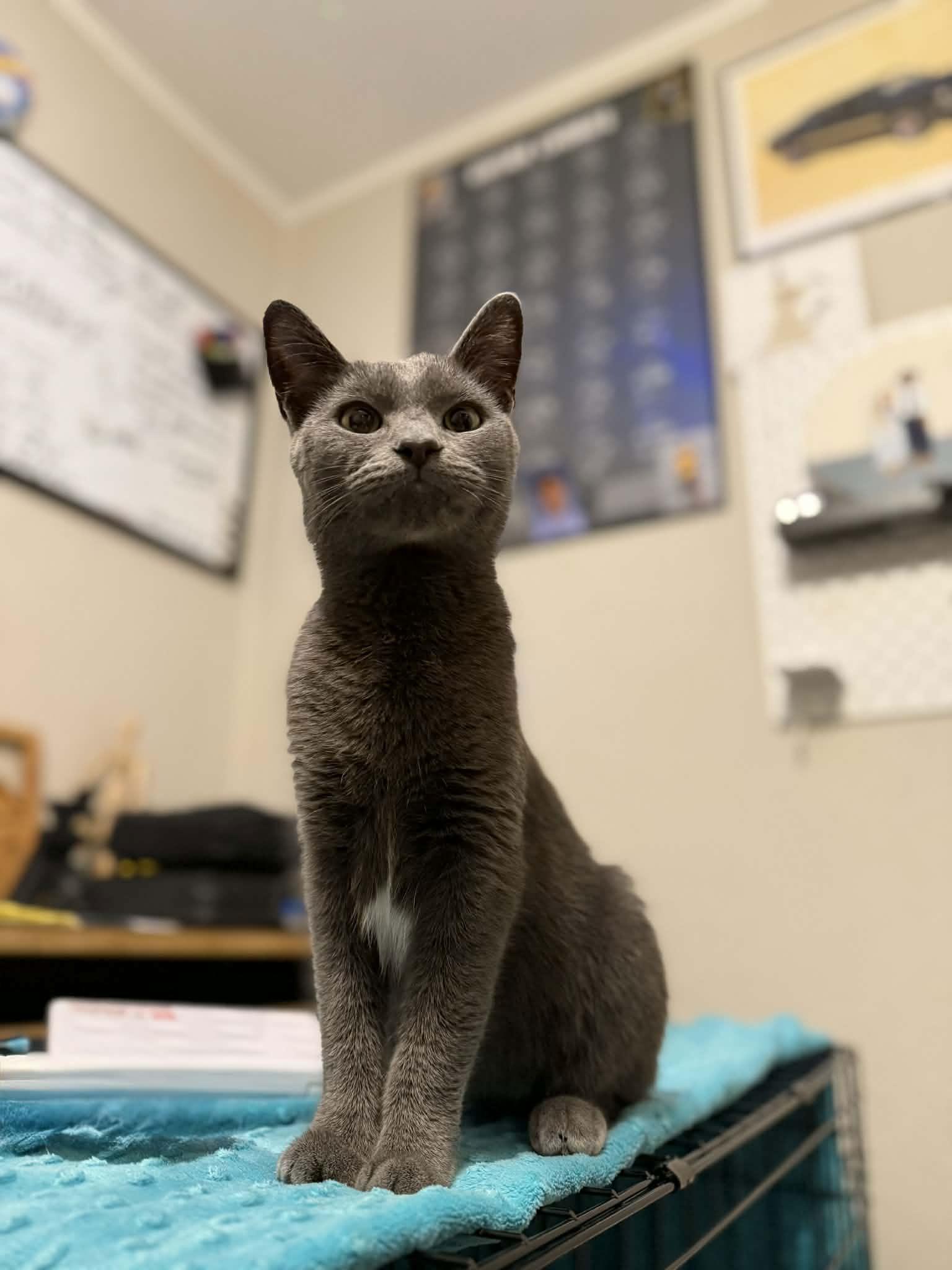 Enlarge Stormy, a Adoptable mixed breed in Coralville, IA image 2/2