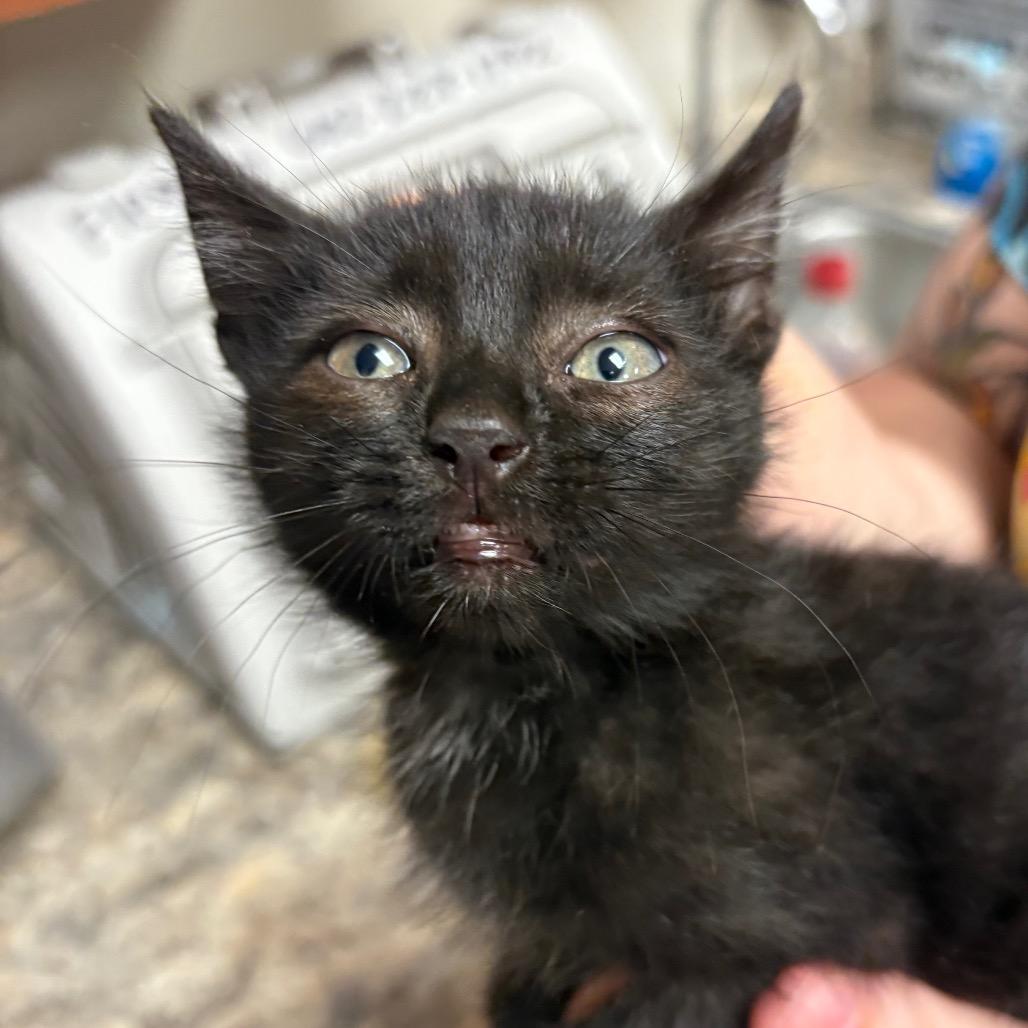 Enlarge Jax- 092407U, a Adoptable Domestic Medium Hair in Tupelo, MS image 1/2