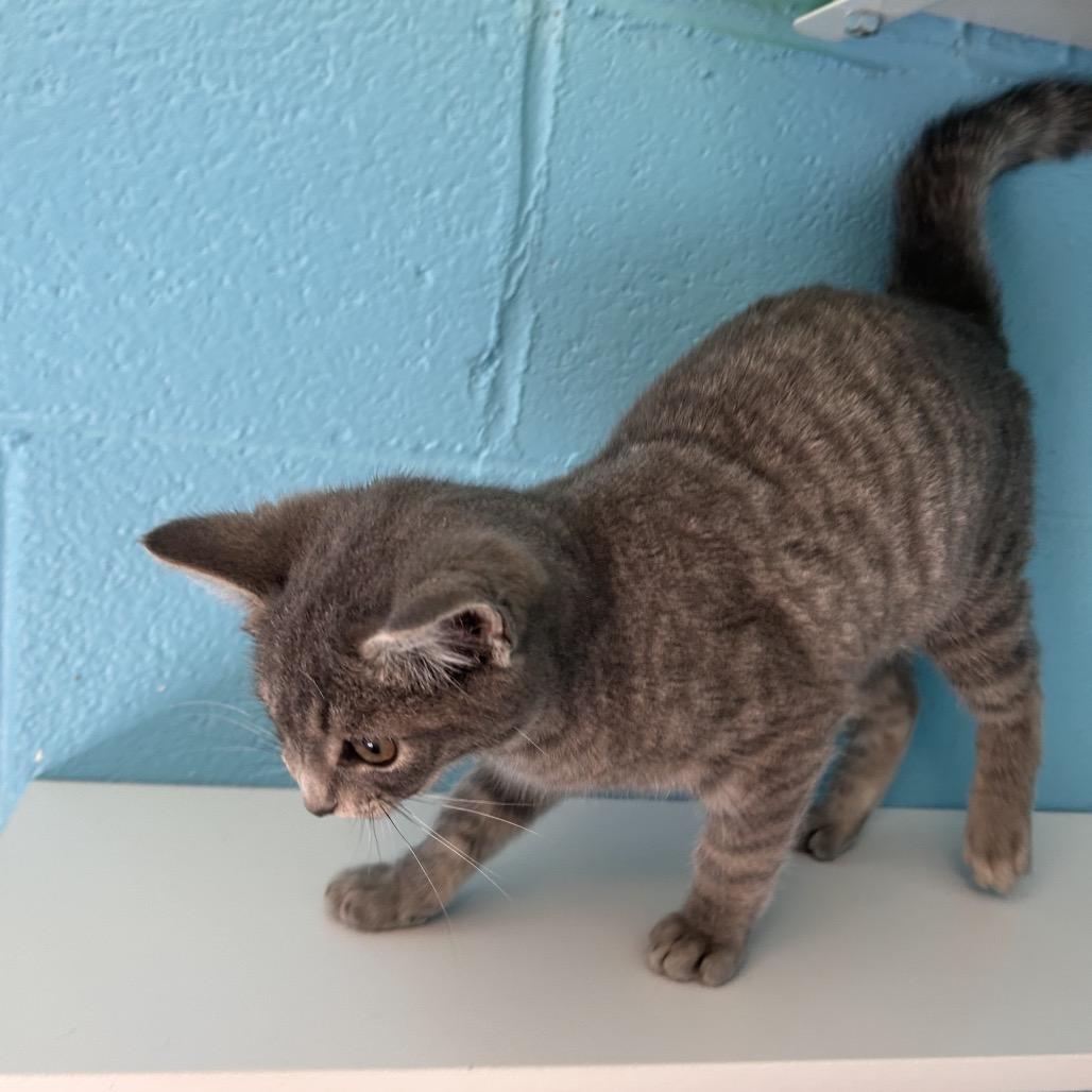 Roger, Adoptable, Kitten Male Domestic Short Hair.