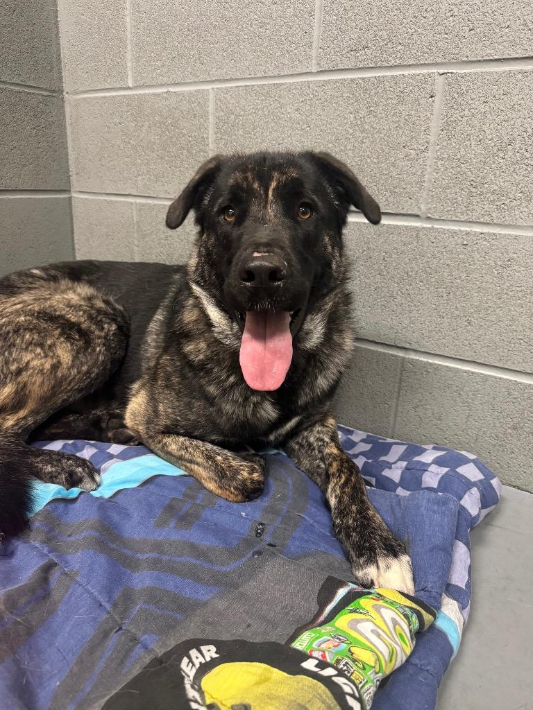 Bobb, Adoptable, Young Male Shepherd.