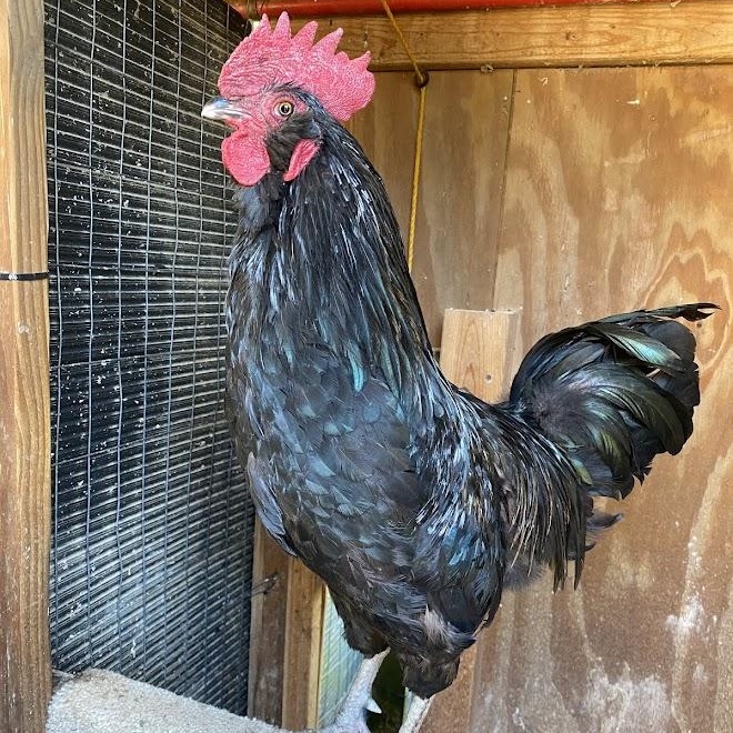Enlarge Blackbeard, a Adoptable Chicken in Ravenna, OH image 2/2