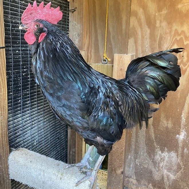 Enlarge Blackbeard, a Adoptable Chicken in Ravenna, OH image 1/2