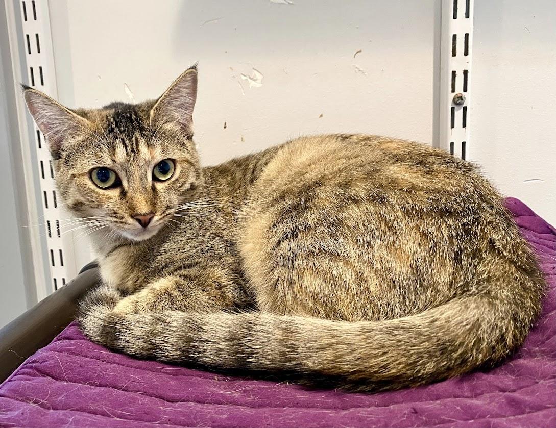 Calypso, a Adoptable Domestic Short Hair in Lafayette, NJ image 1/3