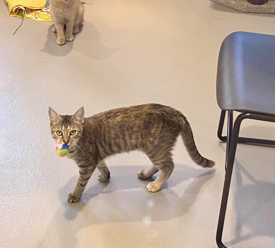 Calypso, a Adoptable Domestic Short Hair in Lafayette, NJ image 3/3