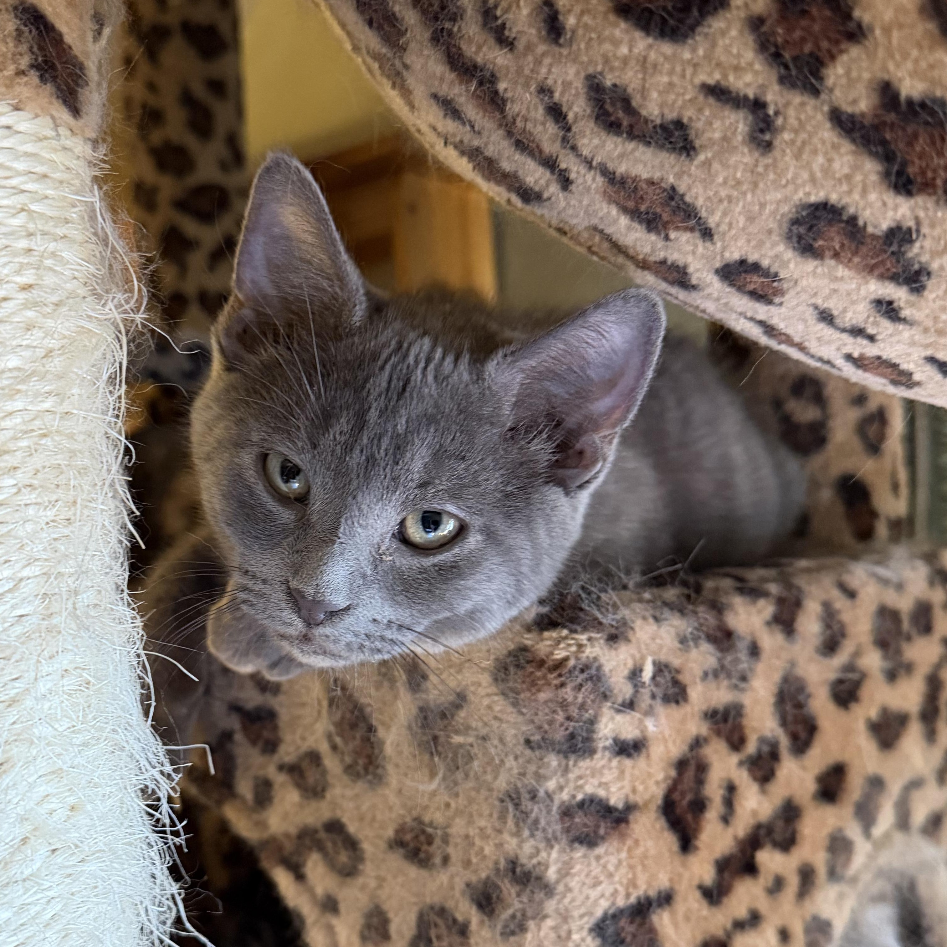 Jake, adoptable, Kitten Male Domestic Short Hair.